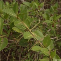 Carissa spinarum L.